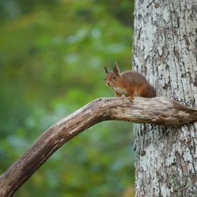 Red squirrel