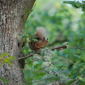 Red squirrel