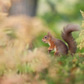 Red squirrel