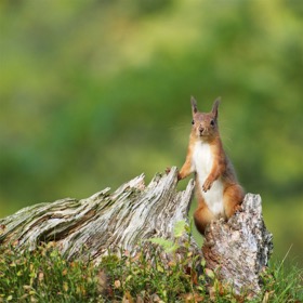 Red squirrel