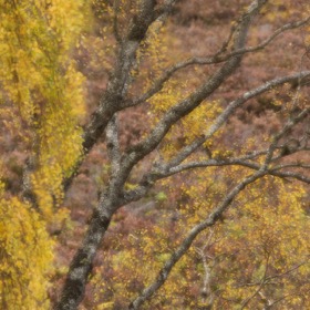 Autumn colours (double exposure)