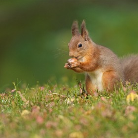 Red squirrel