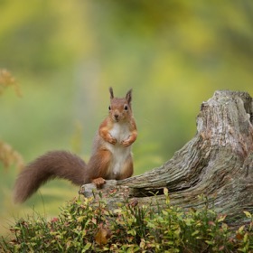 Red squirrel