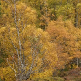 Autumn colours (double exposure)