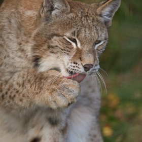 Lynx at Highland Wildlife Park