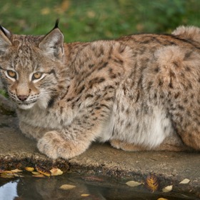 Highland Wildlife Park