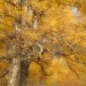 Autumn colours near the Rowan Tree