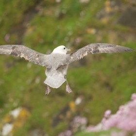 Fulmar in flight