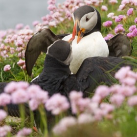 Quarrelling puffins