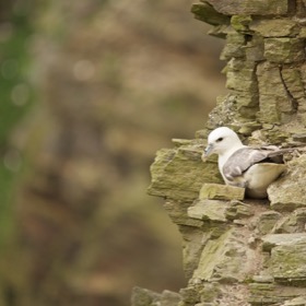 Fulmar at Hermaness