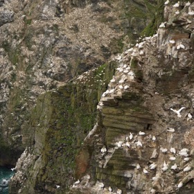 Gannet colony at Hermaness