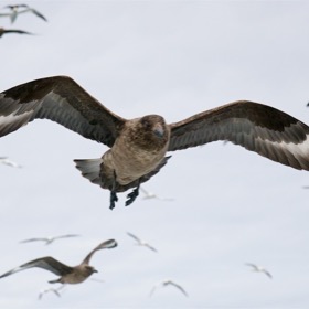 Great Skua in flight