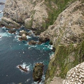 Gannet colony at Hermaness