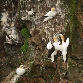 Gannets