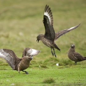 Quarreling bonxies