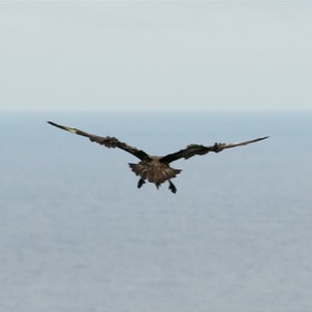 Bonxie in flight