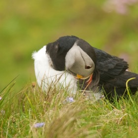 Puffin at Sumburgh Head