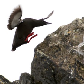 Jumping Black Guillemot