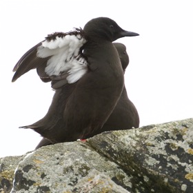 Black Guillemots