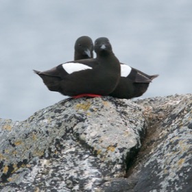 Black Guillemots