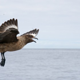 Great Skua