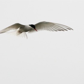 Arctic Tern in flight