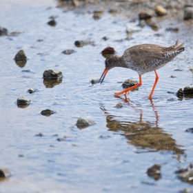 Redshank