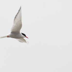 Arctic Tern in flight