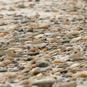 Ringed Plover