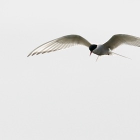 Arctic Tern in flight