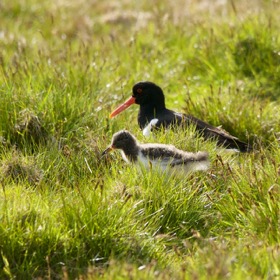 Oystercatcher with chick