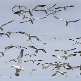 Gannet flyby