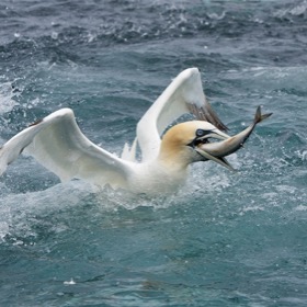 Gannet feeding frenzy