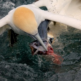 Gannet feeding frenzy