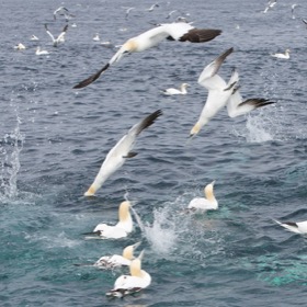 Gannet feeding frenzy