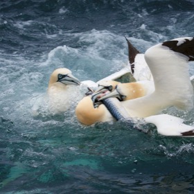 Gannet feeding frenzy