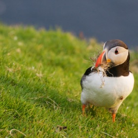 Puffin at Hermaness