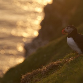 Puffin in golden sunset