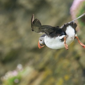 Puffin in flight