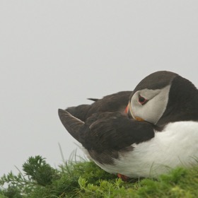 Puffin at Sumburgh Head