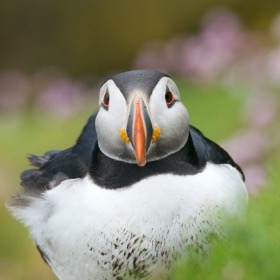 Puffin at Sumburgh Head