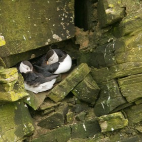 Puffins at Sumburgh Head