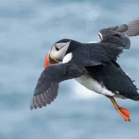 Puffin in flight