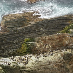 Guillemot colony at Sumburgh Head