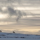 Reindeer, Þjóðvegur