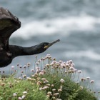 Stretching cormorant