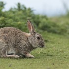 Lunga rabbit