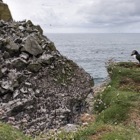 Puffins at Lunga