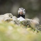 Puffin