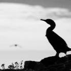 Backlit cormorant